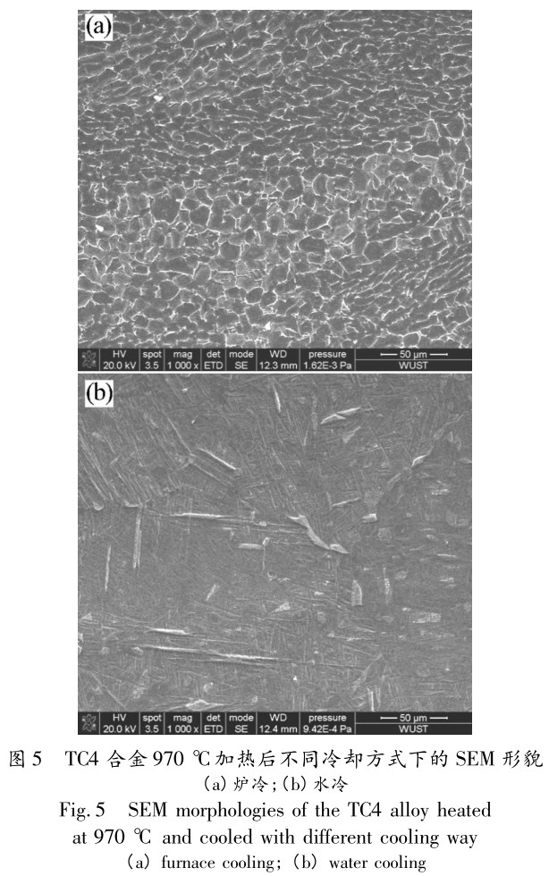 1704926443359903.jpg t5.jpg